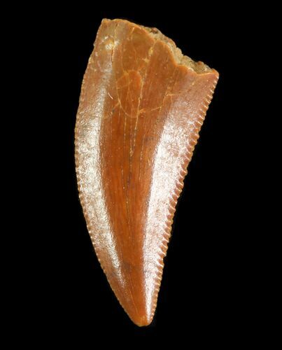 Serrated, Raptor Tooth - Morocco #73591